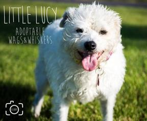 Bichon Frise-Unknown Mix Dogs for adoption in Shakopee, MN, USA