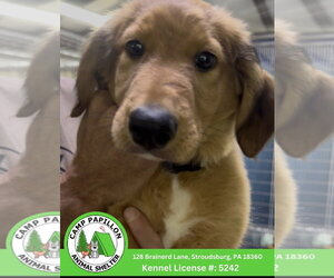 English Shepherd Dogs for adoption in Stroudsburg, PA, USA