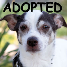 Rat Terrier Dogs for adoption in Estherville, IA, USA