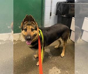 German Shepherd Dog Dogs for adoption in Woodland, CA, USA