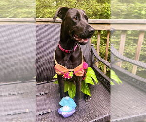 Doberman Pinscher-Unknown Mix Dogs for adoption in Bullard, TX, USA