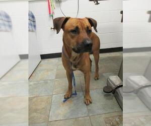 Black Mouth Cur-Bull Terrier Mix Dogs for adoption in Starke, FL, USA