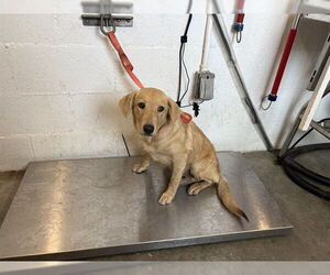 Golden Retriever-Unknown Mix Dogs for adoption in Corona, CA, USA