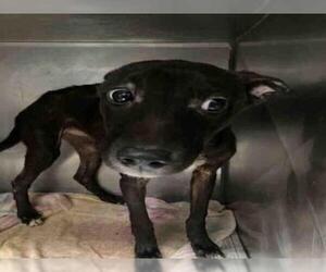 Whippet Dogs for adoption in Atlanta, GA, USA