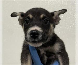 Huskies -Unknown Mix Dogs for adoption in Bakersfield, CA, USA