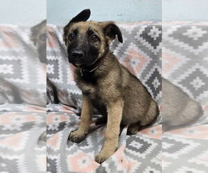 German Shepherd Dog Dogs for adoption in Lake Forest, CA, USA