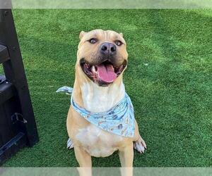 Mutt Dogs for adoption in Orange, CA, USA