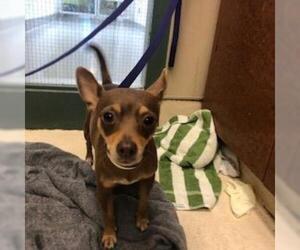 Miniature Pinscher Dogs for adoption in Rancho Cucamonga, CA, USA