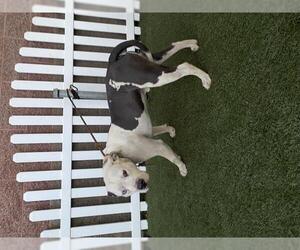 Mutt Dogs for adoption in Modesto, CA, USA