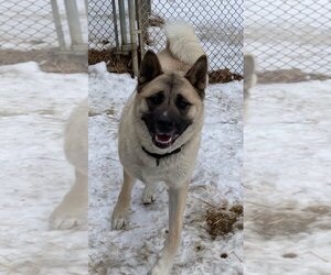 Akita Dogs for adoption in Manassas, VA, USA