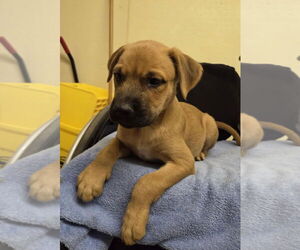 Labrador Retriever-Unknown Mix Dogs for adoption in Amarillo, TX, USA