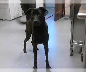 Labrador Retriever-Unknown Mix Dogs for adoption in Fayetteville, NC, USA