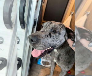 Great Dane Dogs for adoption in Bullard, TX, USA
