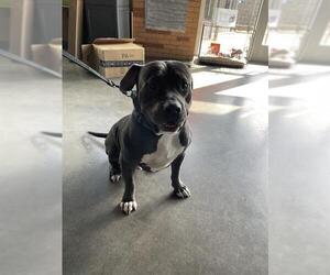 American Pit Bull Terrier Dogs for adoption in Waco, TX, USA