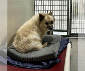 Pomeranian-Unknown Mix Dogs for adoption in Frisco, CO, USA