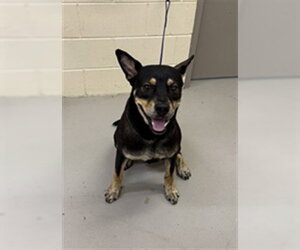 German Shepherd Dog-Unknown Mix Dogs for adoption in Sanford, FL, USA