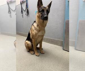 German Shepherd Dog-Unknown Mix Dogs for adoption in Las Vegas, NV, USA