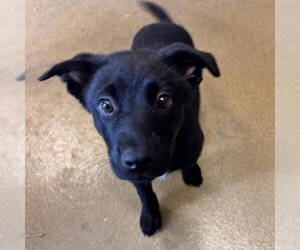 Labrador Retriever-Unknown Mix Dogs for adoption in San Antonio, TX, USA