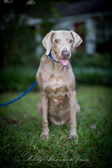 Weimaraner Dogs for adoption in north little rock, AR, USA