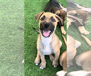 Labrador Retriever-Unknown Mix Dogs for adoption in Royal Palm Beach, FL, USA