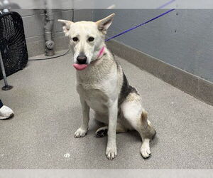 German Shepherd Dog-Unknown Mix Dogs for adoption in Las Vegas, NV, USA