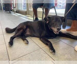 Labrador Retriever Dogs for adoption in San Antonio, TX, USA