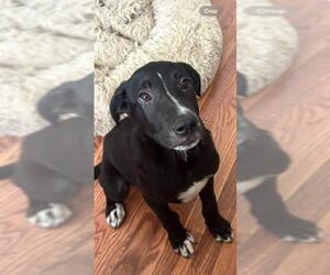 Labrador Retriever-Unknown Mix Dogs for adoption in Sterling, MA, USA