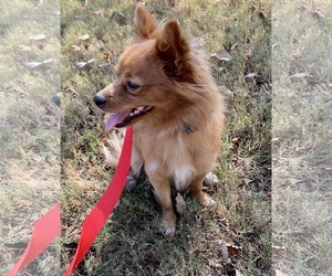 Pomeranian Dogs for adoption in Winder, GA, USA