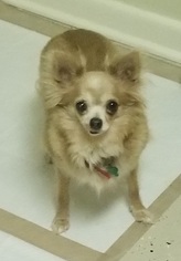 Medium Photo #1 Chihuahua Puppy For Sale in Texarkana, TX, USA