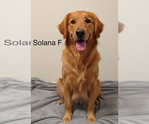 Golden Retriever Dogs for adoption in Studio City, CA, USA