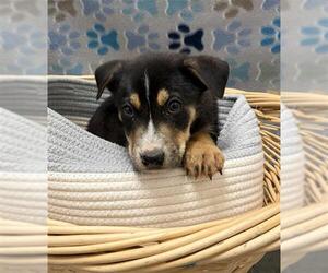 Carolina Dog-Unknown Mix Dogs for adoption in Rosenberg, TX, USA