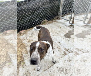 Pointer-Unknown Mix Dogs for adoption in Tracy City, TN, USA