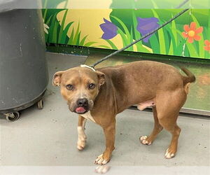 American Pit Bull Terrier-Bulldog Mix Dogs for adoption in Waco, TX, USA