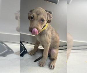 Shepradors Dogs for adoption in Baytown, TX, USA