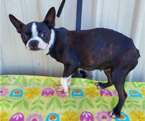 Boston Terrier Dogs for adoption in Mountain View, MO, USA