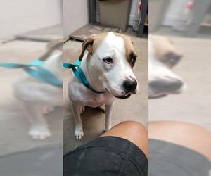 American Bulldog Dogs for adoption in Fort Walton Beach, FL, USA