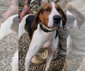 Treeing Walker Coonhound Dogs for adoption in Crossville, TN, USA
