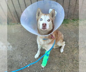 Siberian Husky Dogs for adoption in Long Beach, CA, USA