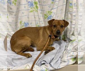 Chihuahua-Unknown Mix Dogs for adoption in Modesto, CA, USA