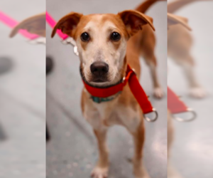 Italian Greyhound Dogs for adoption in Brooklyn Center, MN, USA