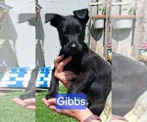 GIANT SCHNAUZER -Unknown Mix Dogs for adoption in Aurora, IN, USA