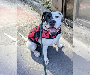 Medium Photo #5 American Bulldog-Unknown Mix Puppy For Sale in Berkeley, CA, USA