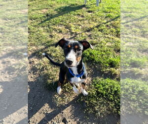 German Pinscher-Unknown Mix Dogs for adoption in South Bend, IN, USA