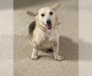 Dorgi Dogs for adoption in Cedar Rapids, IA, USA
