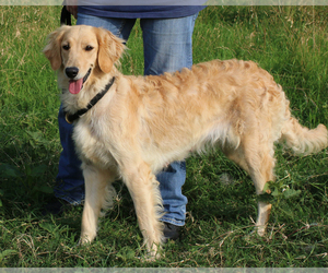 Goldendoodle Dogs for adoption in Eureka Springs, AR, USA