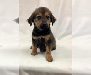Doxie-Pin Dogs for adoption in Morton Grove, IL, USA
