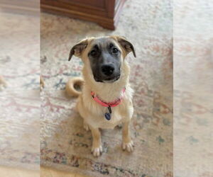 Mutt Dogs for adoption in Rockaway, NJ, USA