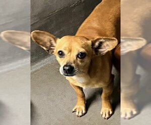Chihuahua Dogs for adoption in Tallahassee, FL, USA