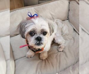 Shih Tzu Dogs for adoption in Chester, NJ, USA