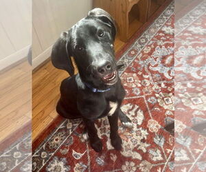 Labrador Retriever-Unknown Mix Dogs for adoption in Mount Laurel, NJ, USA